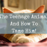 The Teenage Animal And How To Tame Him!