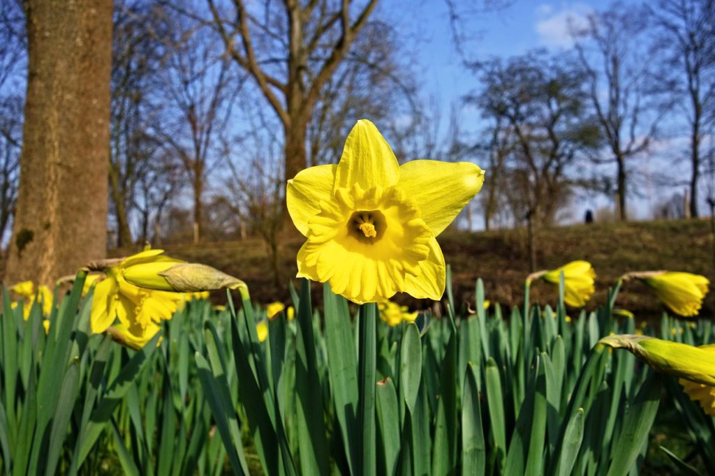 daffodil-3257871_1280