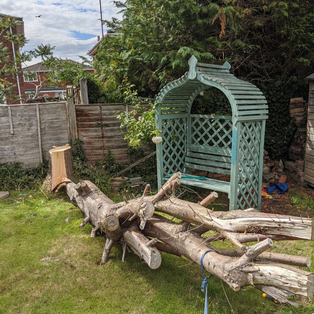 Cut down tree